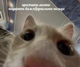 🥺 emoji животные кьют Telegram sticker 16 of 28