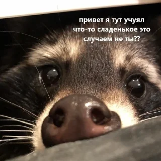 🥺 emoji животные кьют Telegram sticker 15 of 28