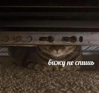 😠 emoji животные кьют Telegram sticker 24 of 28