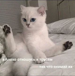 😏 emoji животные кьют Telegram sticker 13 of 28