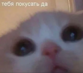 😠 emoji животные кьют Telegram sticker 2 of 28
