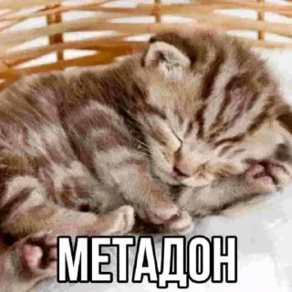Sticker from я еблан