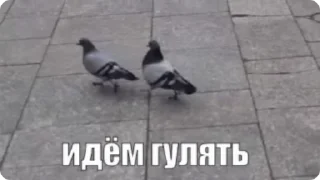 Sticker from Голуби • @TgStickery