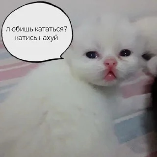 🖕 emoji КотятаЁбнулись🚬 Telegram sticker 14 of 86