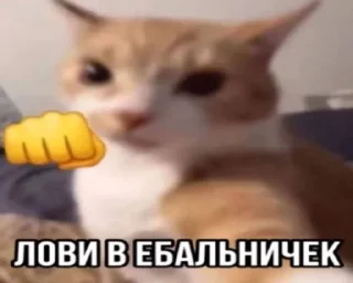 👊 emoji КотятаЁбнулись🚬 Telegram sticker 2 of 86