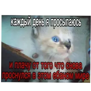 😭 emoji КотятаЁбнулись🚬 Telegram sticker 21 of 86
