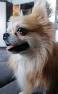 ❤️ emoji Ричи cute дог Telegram sticker 15 of 120