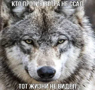 Sticker from Волчья мудрость ☝️☝️☝️ (матершинное)
