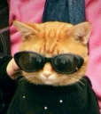 😼 emoji Личный наборчег🐥🌿 Telegram sticker 17 of 100