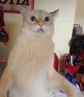 😳 emoji котики как смысл жизни Telegram sticker 10 of 15