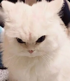 😡 emoji котики как смысл жизни Telegram sticker 9 of 15