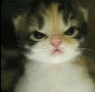 😠 emoji котики как смысл жизни Telegram sticker 8 of 15