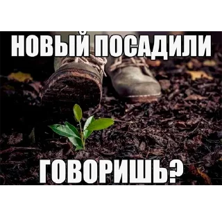 🌳 emoji Дуб Telegram sticker 4 of 7