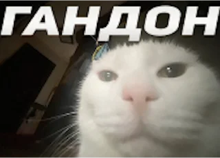 Sticker from разбрызгиваю перец по комнате