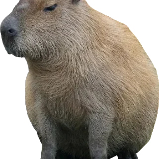 🦫 emoji Хз как назвать Telegram sticker 10 of 15