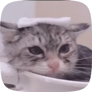 Sticker from cutie cats