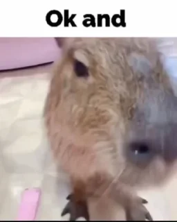 Sticker from capybara