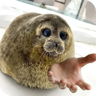 ✋ emoji ТЮЛЕНЧИКИ 🦭🦭🦭🦭🦭🦭🦭 Telegram sticker 14 of 40