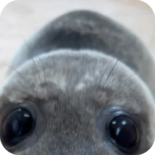 👍 emoji ТЮЛЕНЧИКИ 🦭🦭🦭🦭🦭🦭🦭 Telegram sticker 17 of 40