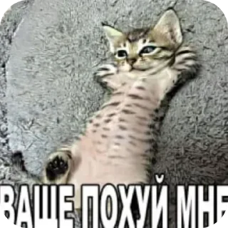 🐱 emoji Котики трупа Telegram sticker 12 of 80