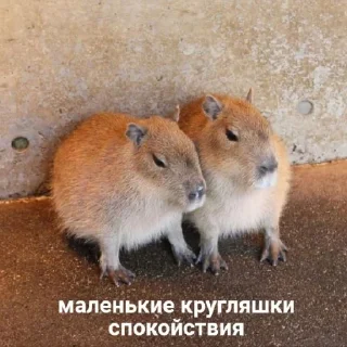 🥰 emoji всратые картинки бля Telegram sticker 18 of 40