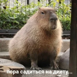 🦦 emoji всратые картинки бля Telegram sticker 20 of 40