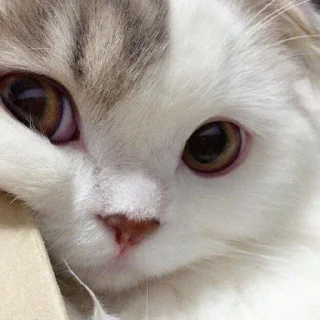 😍 emoji Клад Тобики • кжкжкжкжк Telegram sticker 21 of 68