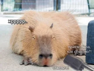 Sticker from Хихихаха