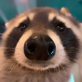 🦝 emoji ᰋ.🦝ꮺ°› 𝐃𝐀𝐍 𝐈 @d_rlpy @jjasaafin Telegram sticker 6 of 30