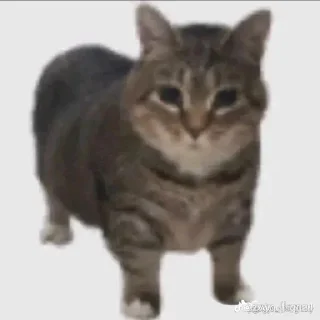 🫢 emoji ебани в рот Telegram sticker 12 of 50