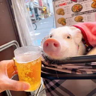 🍻 emoji домашний Telegram sticker 8 of 25