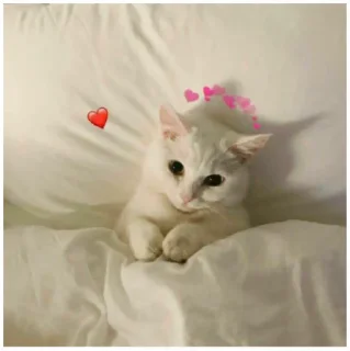 💖 emoji їбануті звірі 1 Telegram sticker 18 of 52