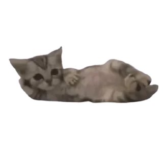 🐈 emoji їбануті звірі 1 Telegram sticker 14 of 52