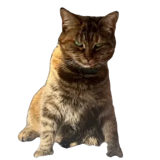 🫥 emoji Это же кошка Ириска Telegram sticker 6 of 28