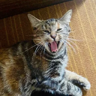 😆 emoji Это же кошка Ириска Telegram sticker 24 of 28