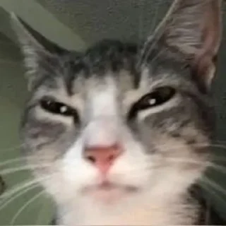 😕 emoji kittens and other>> Telegram sticker 7 of 35
