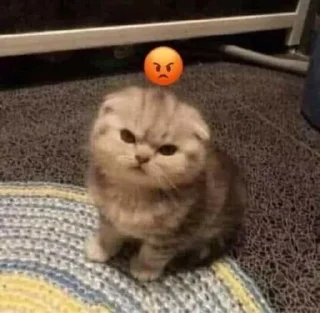 😡 emoji kittens and other>> Telegram sticker 23 of 35