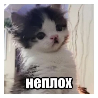 😄 emoji Паша крутой, а Семён лох!(Паша название придумал) Telegram sticker 7 of 60