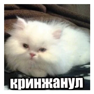 😄 emoji Паша крутой, а Семён лох!(Паша название придумал) Telegram sticker 13 of 60