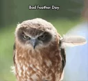 Sticker from Funny Animals