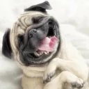 Sticker from Funny Animals