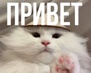 😀 emoji Для важных переговоров Telegram sticker 12 of 14