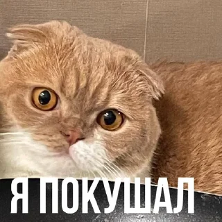 🍉 emoji Для важных переговоров Telegram sticker 6 of 14