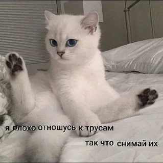 🐈 emoji Создано в @sozdsti_bot Telegram sticker 12 of 79
