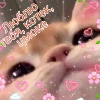 Sticker from Ты мой котик💗