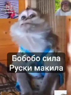 😱 emoji Стики Rolyan' а @sozdat_stikery_bot Telegram sticker 11 of 11