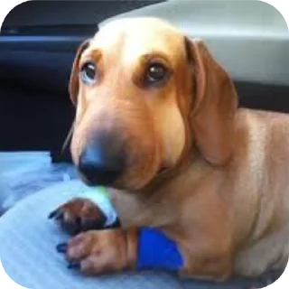 🐶 emoji Лето и арбалеты🤏🤏🤏 @TgEmodziBot Telegram sticker 19 of 25
