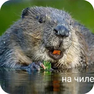 Sticker from Лучпик