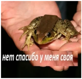 Sticker from жабы