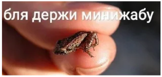Sticker from жабы